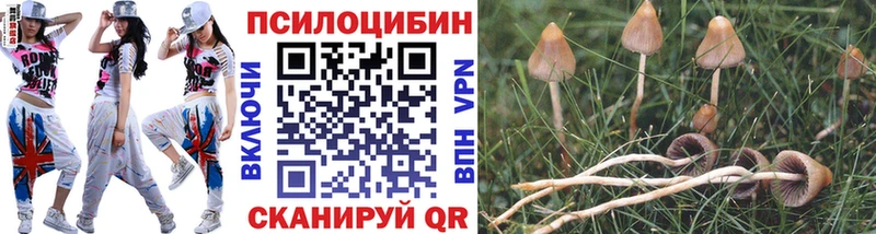 Галлюциногенные грибы Cubensis  mega   Буйнакск  где найти наркотики 